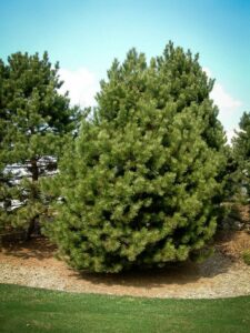 Сосна Чёрная (Pinus Nigra) купить по цене от 270.00р. в интернет-магазине «Посадика» с доставкой почтой в в Арамилье и по всей России – [изображение №1].