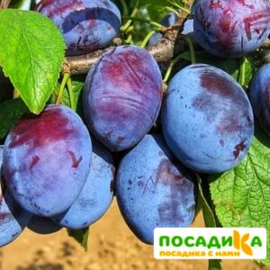 Слива Чачакская ранняя купить по цене от 229.00р. в интернет-магазине «Посадика» с доставкой почтой в в Арамилье и по всей России – [изображение №1].