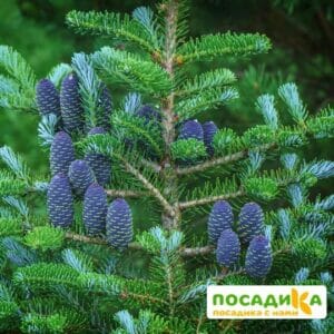 Пихта корейская (Abies koreana) купить по цене от 450.00р. в интернет-магазине «Посадика» с доставкой почтой в в Арамилье и по всей России – [изображение №1].