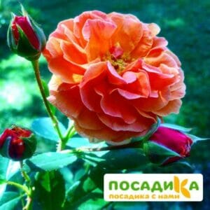 Роза Арабия купить по цене от 350.00р. в интернет-магазине «Посадика» с доставкой почтой в в Арамилье и по всей России – [изображение №1].