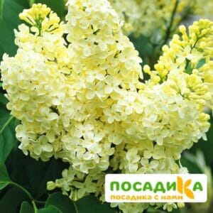 Сирень Примроуз (Primrose) купить по цене от 529.00р. в интернет-магазине «Посадика» с доставкой почтой в в Арамилье и по всей России – [изображение №1].