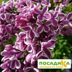 Сирень Сенсация купить по цене от 529.00р. в интернет-магазине «Посадика» с доставкой почтой в в Арамилье и по всей России – [изображение №1].