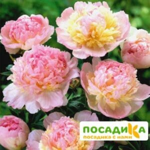 Пион Распберри Сандей (Paeonia Raspberry Sundae) купить по цене от 959р. в интернет-магазине «Посадика» с доставкой почтой в в Арамилье и по всей России – [изображение №1].