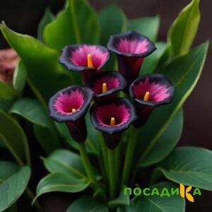Калла Аура Лейс купить по цене от 400р. в интернет-магазине «Посадика» с доставкой почтой в в Арамилье и по всей России – [изображение №1].