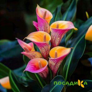 Калла Оникс купить по цене от 450р. в интернет-магазине «Посадика» с доставкой почтой в в Арамилье и по всей России – [изображение №1].