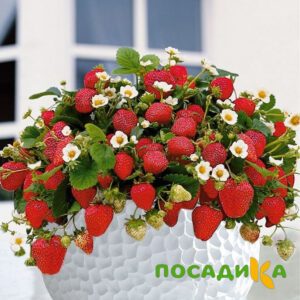 Клубника Рубиновый Шепот (горшечная) купить по цене от 240р. в интернет-магазине «Посадика» с доставкой почтой в в Арамилье и по всей России – [изображение №1].
