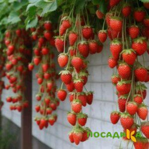 Клубника вьющаяся Комплимент купить по цене от 470р. в интернет-магазине «Посадика» с доставкой почтой в в Арамилье и по всей России – [изображение №1].