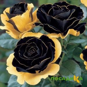 Роза Ханни Сикл купить по цене от 700р. в интернет-магазине «Посадика» с доставкой почтой в в Арамилье и по всей России – [изображение №1].