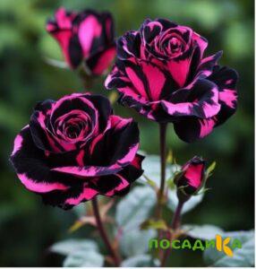 Роза Багровый Шепот купить по цене от 366р. в интернет-магазине «Посадика» с доставкой почтой в в Арамилье и по всей России – [изображение №1].