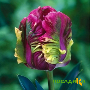 Тюльпан Экзотик Хэвен купить по цене от 186р. в интернет-магазине «Посадика» с доставкой почтой в в Арамилье и по всей России – [изображение №1].